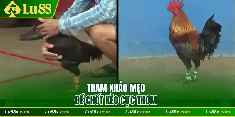 Tham khảo mẹo để chốt kèo cực thơm